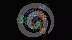 Animated three-dimensional structure of the SARS-CoV-2 spike glycoprotein