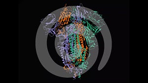 Animated three-dimensional structure of the SARS-CoV-2 spike glycoprotein