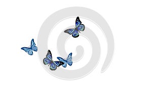 Animated Video - Blue Butterflies