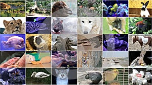 Animated video walls with many animals.