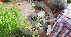 Animation of african american senior couple gardening, planting flowers