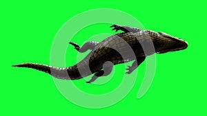 Animation of Alligator on green background.