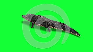 Animation of Alligator on green background.