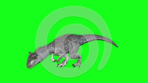 Animation -Allosaurus Walking On Green Screen