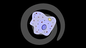 animation amoeba protozoa unicellular biology. 2d motion