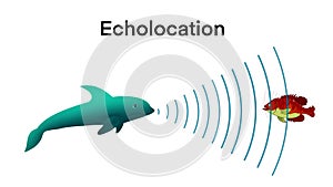 animation of biology, echolocation in dolphins, Dolphins hunt their prey by making high pitched sounds
