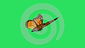 Animation Colorful Butterfly on green background.