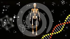 Animation of a DNA strand rotating with human skeleton on black background