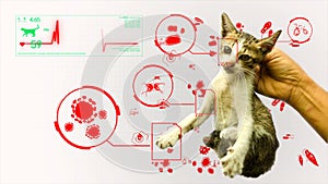 Animation of germ pathogen analysis from animal and pet cat gifographic in white background for health or biology education