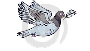 Animation hand drawing frame by frame in gray of a silhouette of a dove in flight on a white isolated background, on a