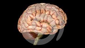 Animation of Human Brain Gyrating on Black Background