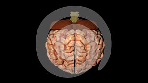 Animation of human brain in vertical rotation