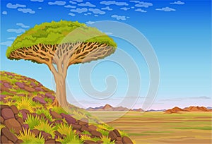 Animation landscape: a dragon blood tree on the hill, the African valley, mountains, the cloudy sky.