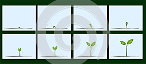 Animation of seed germination on soil