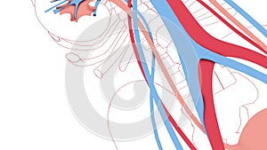 Animation of the urinary system, veins and arteries in 3d, and the skeleton line drawing.