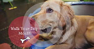 Animation of walk your dog month text with bone, over golden retriever pet dog looking up