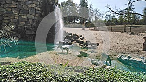 Animaux, parc, France, bergelerette, Pairi Daiza, zoo, zÃÂ¨bre photo