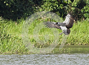 Anioema, Horned Screamer, Anhima cornuta