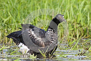 Anioema, Horned Screamer, Anhima cornuta photo