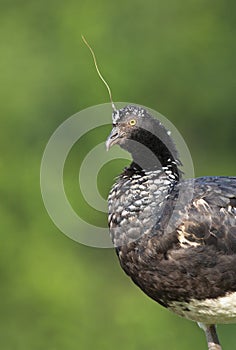 Anioema, Horned Screamer, Anhima cornuta