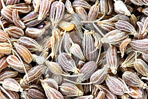 Anise close-up