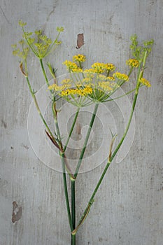 Anise flower