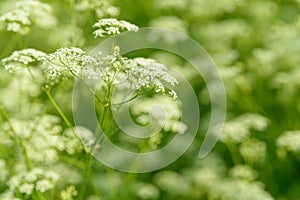 Anise flower field. Food and drinks ingredient. Fresh medicinal plant. Blooming anise field on summer sunny day.