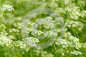 Anise flower field. Food and drinks ingredient. Fresh medicinal plant. Blooming anise field on summer sunny day.