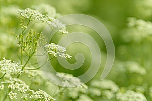 Anise flower field. Food and drinks ingredient. Fresh medicinal plant. Blooming anise field on summer sunny day.