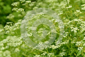 Anise flower field. Food and drinks ingredient. Fresh medicinal plant. Blooming anise field on summer sunny day.