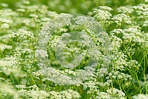 Anise flower field. Food and drinks ingredient. Fresh medicinal plant. Blooming anise field on summer sunny day.