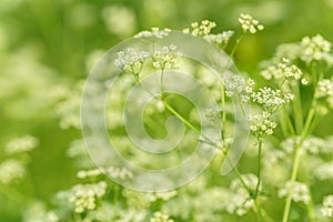 Anise flower field. Food and drinks ingredient. Fresh medicinal plant. Blooming anise field on summer sunny day.