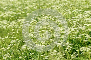 Anise flower field. Food and drinks ingredient. Fresh medicinal plant. Blooming anise field on summer sunny day.