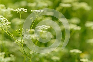 Anise flower field. Food and drinks ingredient. Fresh medicinal plant. Blooming anise field on summer sunny day.