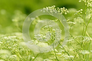 Anise flower field. Food and drinks ingredient. Fresh medicinal plant. Blooming anise field on summer sunny day.