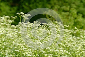 Anise flower field. Food and drinks ingredient. Fresh medicinal plant. Blooming anise field on summer sunny day.