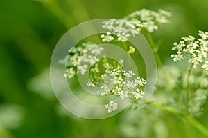 Anise flower field. Food and drinks ingredient. Fresh medicinal plant. Blooming anise field on summer sunny day.