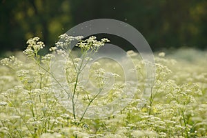 Anise flower field. Food and drinks ingredient. Fresh medicinal plant. Blooming anise field on summer sunny day.