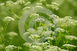 Anise flower field. Food and drinks ingredient. Fresh medicinal plant. Blooming anise field on summer sunny day.