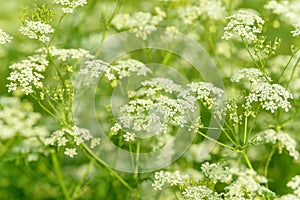 Anise flower field. Food and drinks ingredient. Fresh medicinal plant. Blooming anise field on summer sunny day.