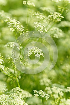 Anise flower field. Food and drinks ingredient. Fresh medicinal plant. Blooming anise field on summer sunny day.