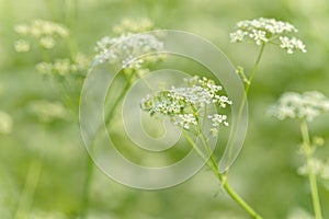 Anise flower field. Food and drinks ingredient. Fresh medicinal plant. Blooming anise field on summer sunny day.