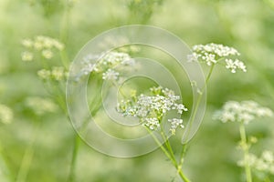 Anise flower field. Food and drinks ingredient. Fresh medicinal plant. Blooming anise field on summer sunny day.