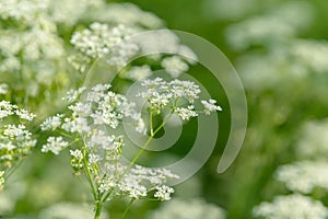 Anise flower field. Food and drinks ingredient. Fresh medicinal plant. Blooming anise field on summer sunny day.