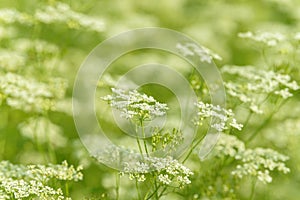 Anise flower field. Food and drinks ingredient. Fresh medicinal plant. Blooming anise field on summer sunny day.