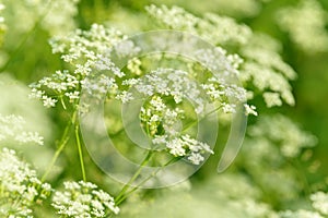 Anise flower field. Food and drinks ingredient. Fresh medicinal plant. Blooming anise field on summer sunny day.