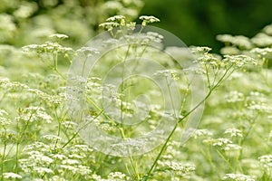 Anise flower field. Food and drinks ingredient. Fresh medicinal plant. Blooming anise field on summer sunny day.