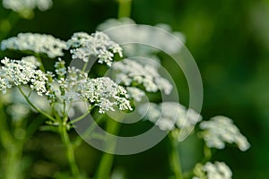 Anise flower field. Food and drinks ingredient. Fresh medicinal plant. Blooming anise field on summer sunny day.