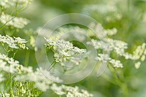 Anise flower field. Food and drinks ingredient. Fresh medicinal plant. Blooming anise field on summer sunny day.