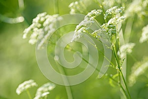 Anise flower field. Food and drinks ingredient. Fresh medicinal plant. Seasonal background.